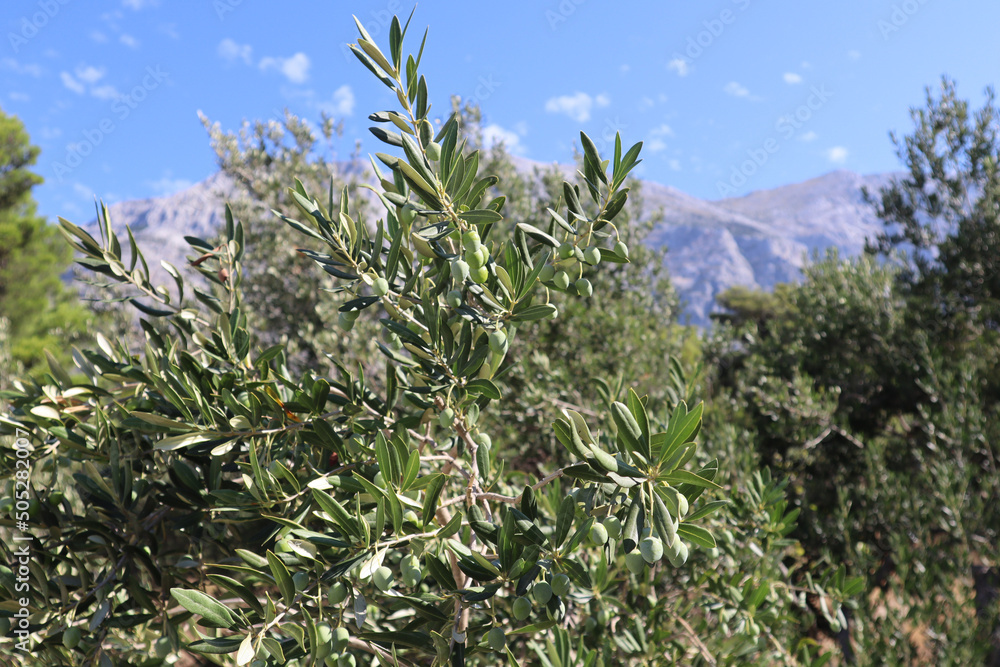 Fototapeta premium Olive tree with green olives and bright leaves against the background of mountains and blue sky Croatia, Dalmatia