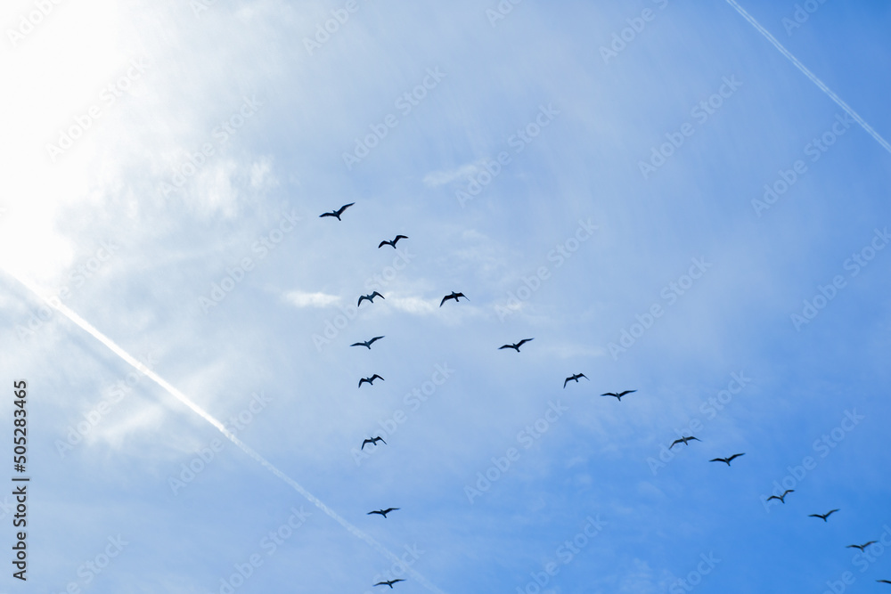 flock of seagulls in orderly flight