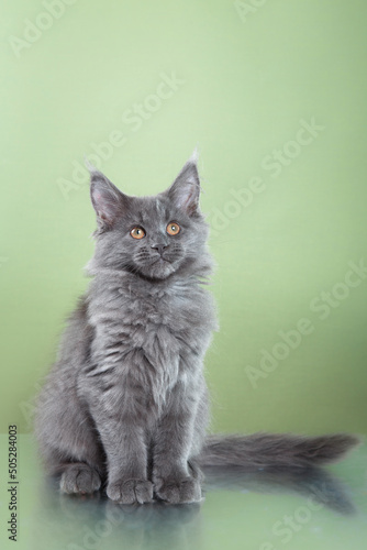blue Maine Coon Kitten on a green background. cat portrait in photo studio
