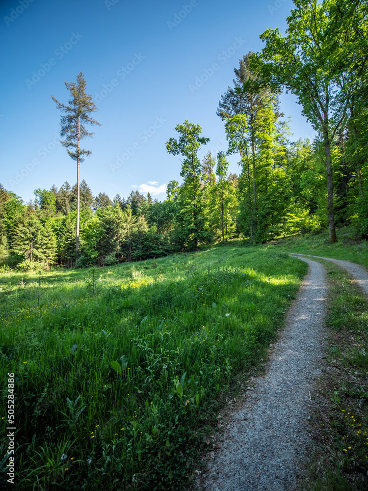 Fototapeta premium Waldweg