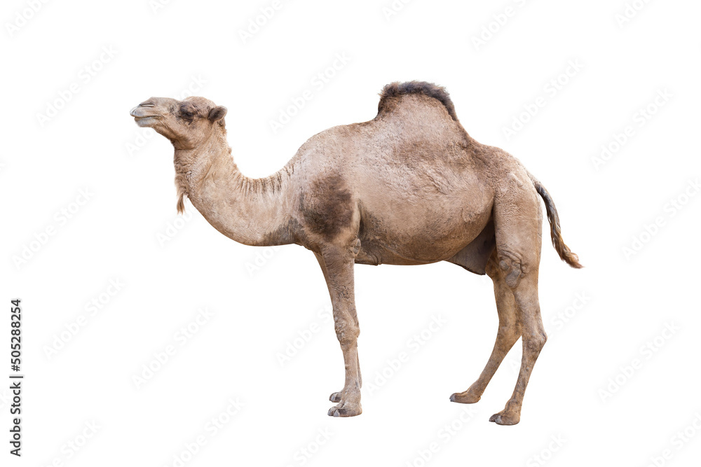 dromedary or arabian camel isolated on white background - obrazy, fototapety, plakaty 