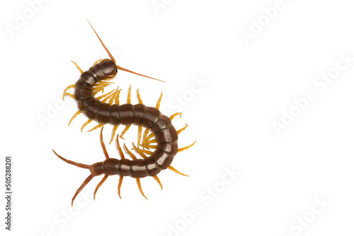 Print op canvas centipede (Scolopendra sp