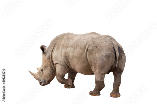 Rhinoceros isolated on White Background. Close up view of a white rhinoceros also called square-lipped rhinoceros, Ceratotherium simum species. Massive animal in dirty  during a sunny day.