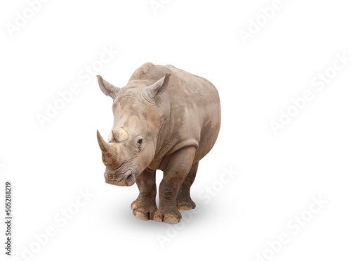 Rhinoceros isolated on White Background. Close up view of a white rhinoceros also called square-lipped rhinoceros, Ceratotherium simum species. Massive animal in dirty during a sunny day.