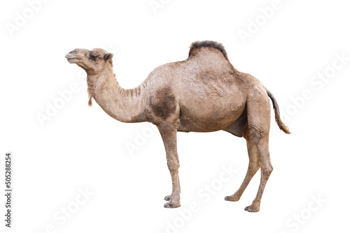 Valokuvatapetti dromedary or arabian camel isolated on white background