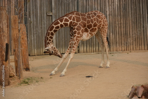 giraffe walking in the zoo
