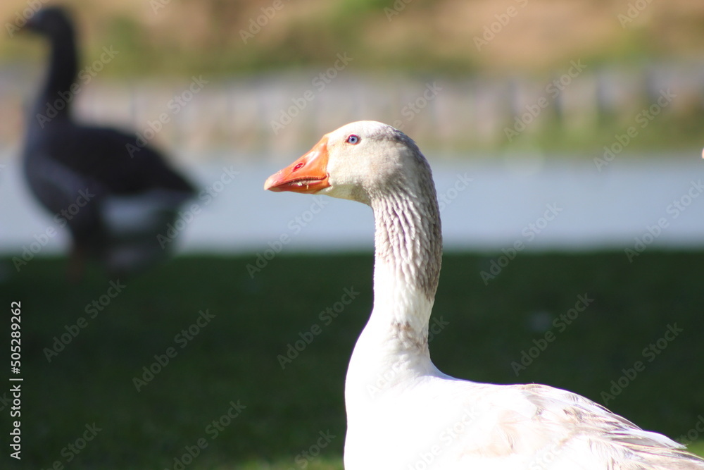 rosto do ganso no parque com lago no fundo, vida selvagem no parque, ganso de perfil no parque rosto do ganso no parque com lago no fundo, vida selvagem no parque, ganso de perfil no parque