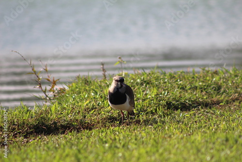 bird quero-quero in the grass by the lake, quero quero in the grass, bird in the grass photo