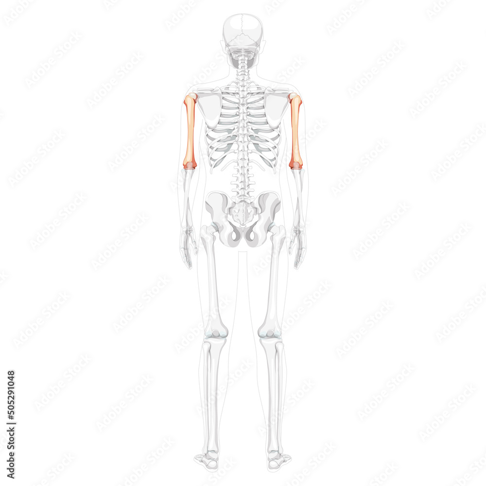 Skeleton Humerus arm Human back Posterior dorsal view with partly transparent bones position. Anatomically correct 3D realistic flat natural color Vector illustration isolated on white background