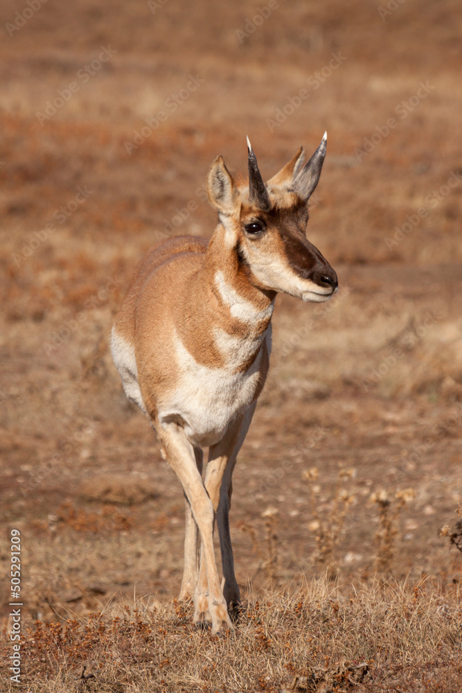 Spike Antelope Spike Antelope