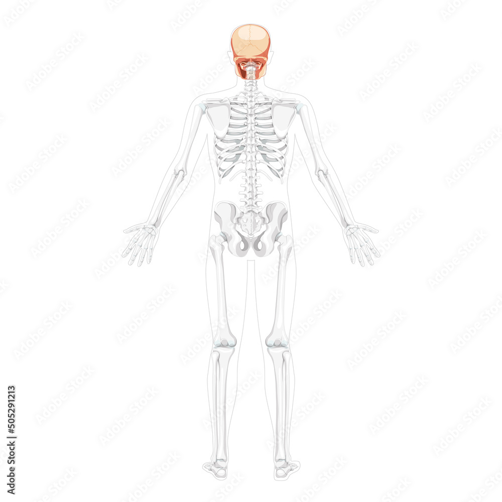Human head Skull Skeleton back view with open hands partly transparent body position. Anatomically correct. Chump realistic flat natural color concept Vector illustration isolated on white background