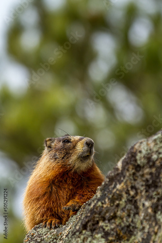 Yellow Bellied Marmot photo