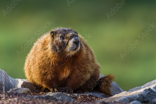 Yellow Bellied Marmot photo