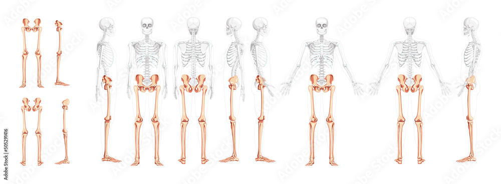 Set of lower limbs Human Pelvis, legs, Thighs Feet, ankles Skeleton front back side view with partly transparent body position. Anatomically correct 3D realistic flat Vector illustration of isolated - obrazy, fototapety, plakaty 