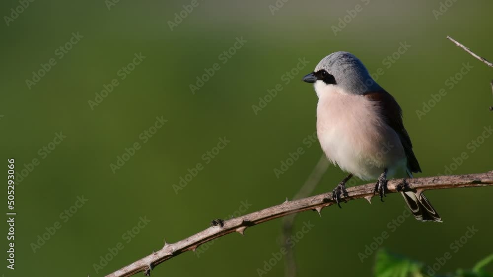 Red-backed shrike, Lanius collurio, single bird on branch. Red-backed shrike, Lanius collurio, single bird on branch.