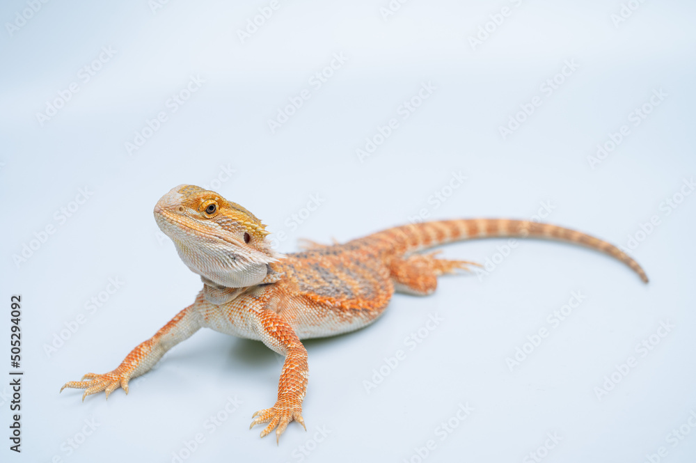 Obraz premium bearded dragon on white background
