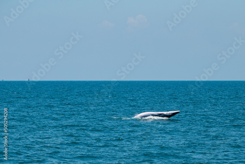 bruda whale swimming in the sea photo