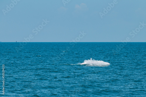 bruda whale swimming in the sea