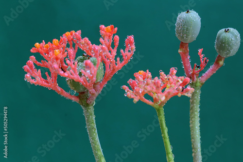 The buddha belly or goutystalk nettlespurge flower is in bloom. This herbaceous plant has the scientific name Jatropha podagrica.  photo