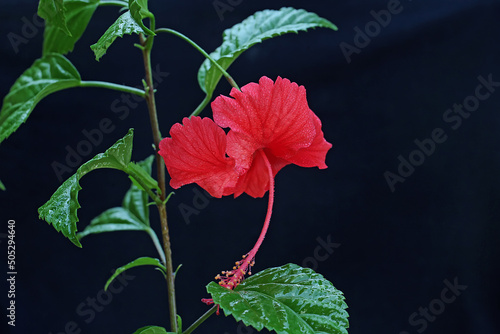 The beauty of red hibiscus flowers that are in full bloom. This beautiful flowering plant has the scientific name Hibiscus rosasinensis. photo