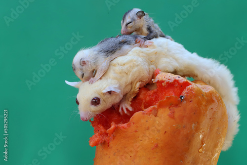 A mother sugar glider is eating papaya while holding her two babies. This marsupial mammal has the scientific name Petaurus breviceps. photo