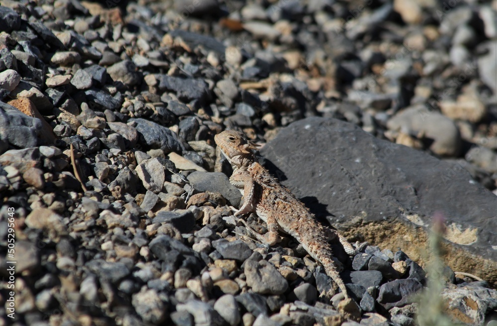 Desert Horned Lizard (Phrynosoma platyrhinos) at Lovell Canyon, Nevada Desert Horned Lizard (Phrynosoma platyrhinos) at Lovell Canyon, Nevada