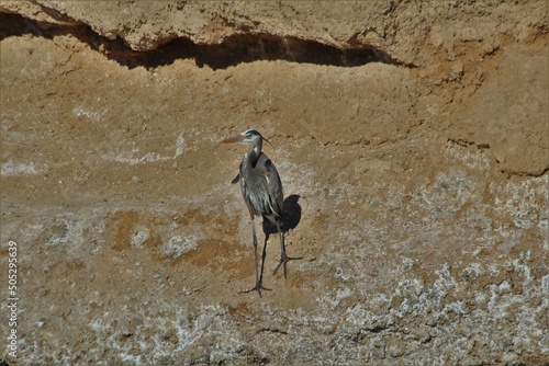 Photography Great Blue Heron (Ardea Herodias) hunting on shoreline