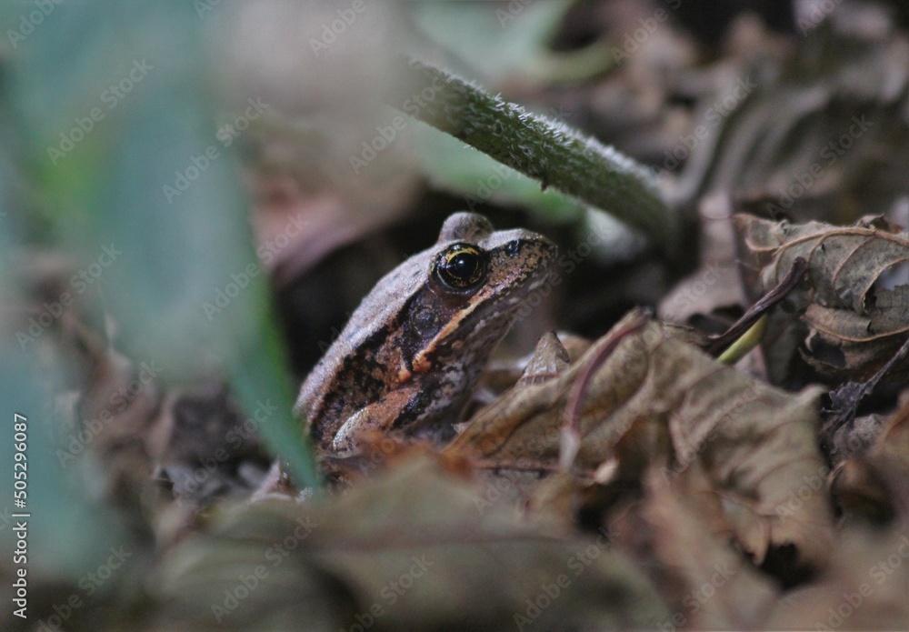 Northern Red-legged frog (Rana aurora) Northern Red-legged frog (Rana aurora)