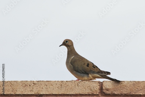 Mourning Dove (Zenaida macroura) on a wall in Las Vegas, Nevada photo