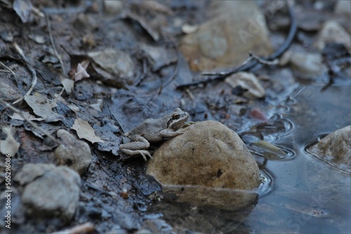 Foto Pacific Chorus Frog (Pseudacris regilla) at a vernal pool
