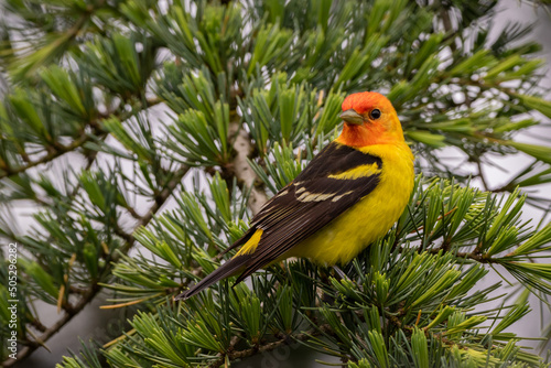 Western Tanager sitting in coniferous tree