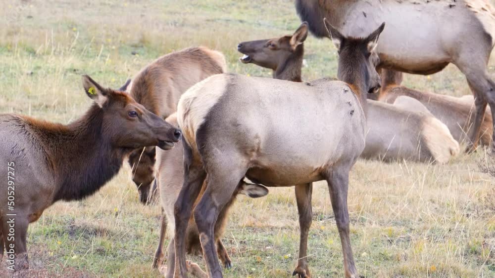 Female Elk Nursing Her Calf With The Herds In The Wilderness Of Rocky Mountain National Park. Baby Suckling Mother to Drink Milk for Eating Food - close up Female Elk Nursing Her Calf With The Herds In The Wilderness Of Rocky Mountain National Park. Baby Suckling Mother to Drink Milk for Eating Food - close up