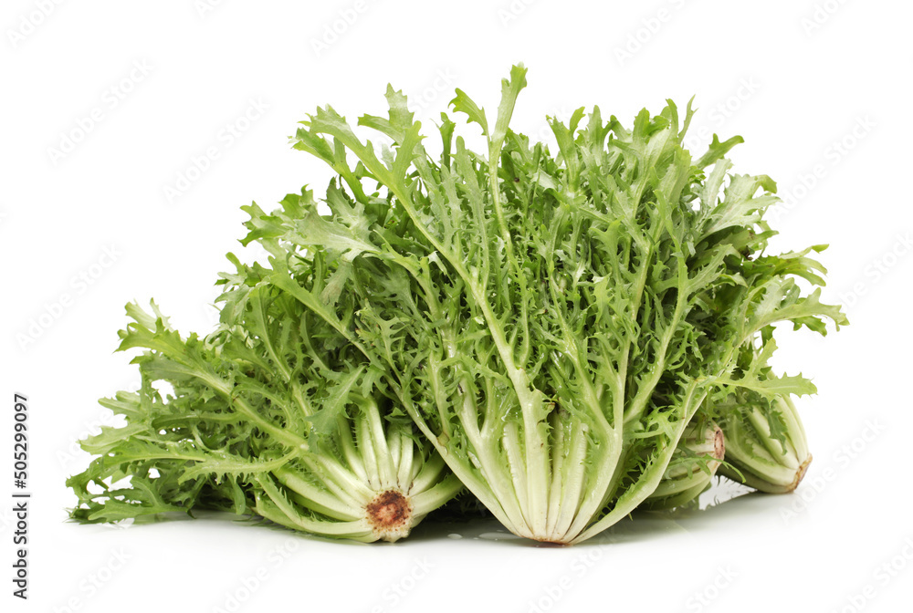 Escarole Endive on a white background Escarole Endive on a white background