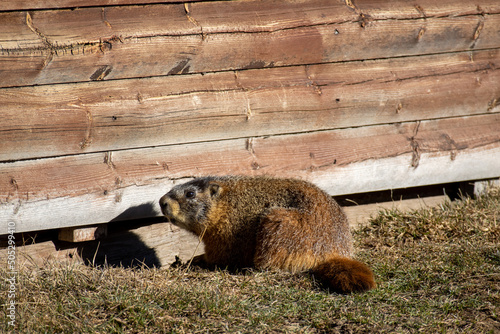 An alpine marmot sits by the cabin it lives under in the Rocky Mountains of Colorado photo