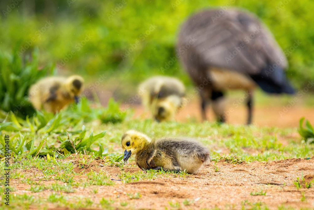 Cute canadian gosling baby eating grass near mother Cute canadian gosling baby eating grass near mother