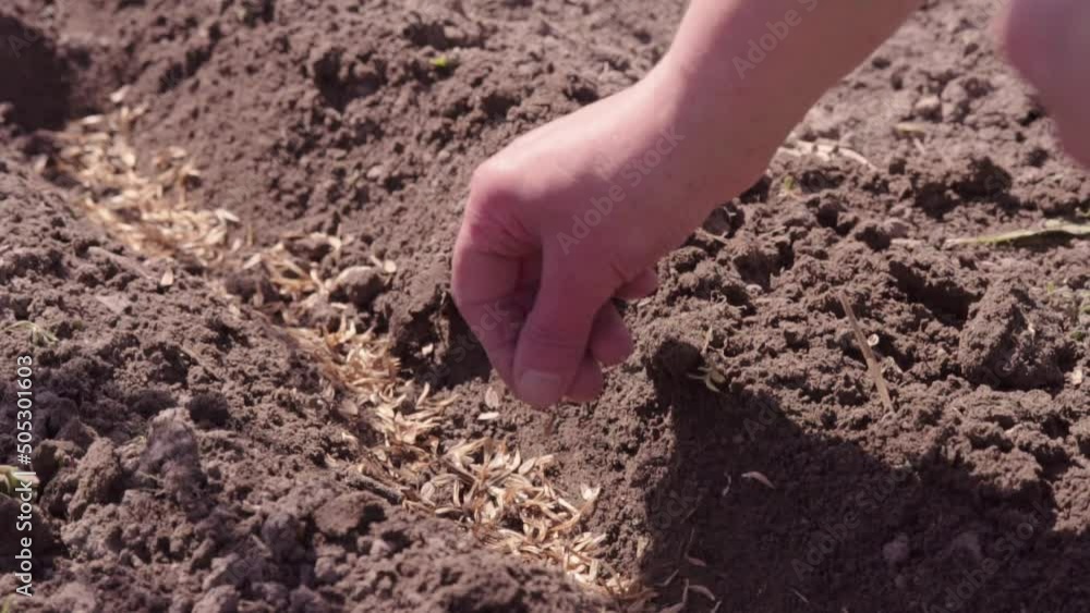 Farmer hands planting for planting seeds in the garden slow motion. Woman hands putting seeds in the ground slow motion close-up. Concept of organic farming and spring gardening. Plant agriculture. Farmer hands planting for planting seeds in the garden slow motion. Woman hands putting seeds in the ground slow motion close-up. Concept of organic farming and spring gardening. Plant agriculture.