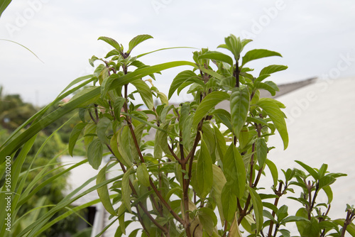 Basil or Ocimum basilicum is a fragrant herb. Very popular in cooking and flavoring the flavor to make it more appetizing.