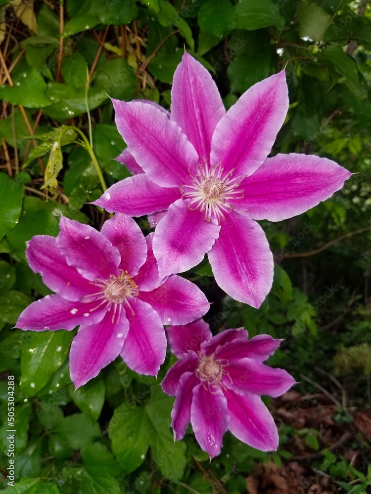 Beautiful bright pink color of Clematis Florida flowers at full bloom