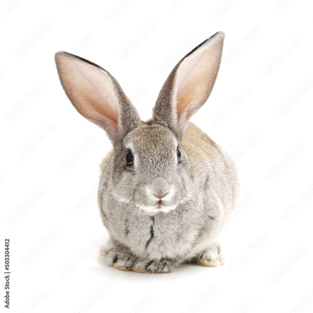 grey rabbit on a white background grey rabbit on a white background