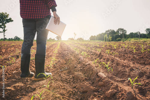 Smart farming, using modern technologies in agriculture. Agronomist Using tablet and Technology in Agricultural Corn Field . Farmer walking in corn field with  tablet.  photo