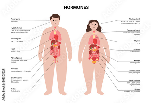 Hormones in human body
