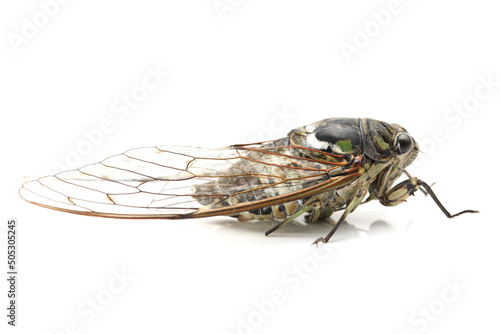 cicada insect isolated on white background © zcy