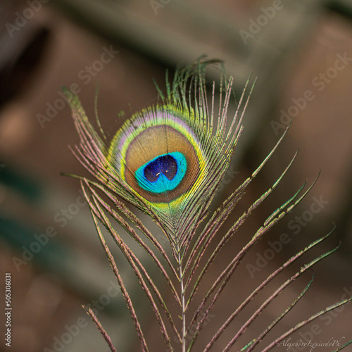 pluma pavo