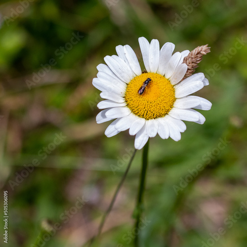 petalo blanco