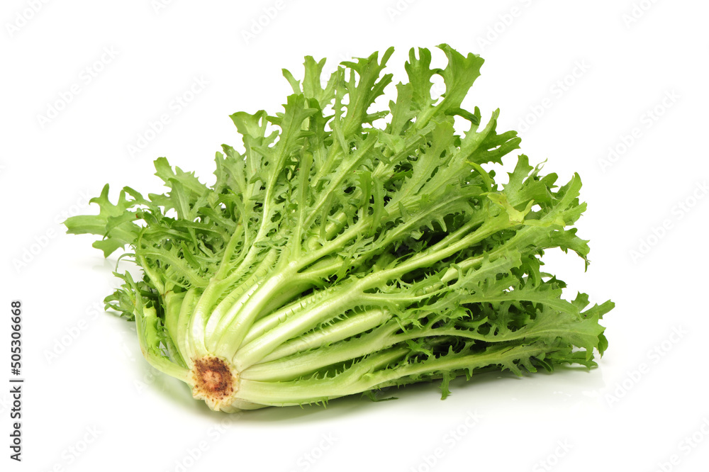 Escarole Endive on a white background Escarole Endive on a white background
