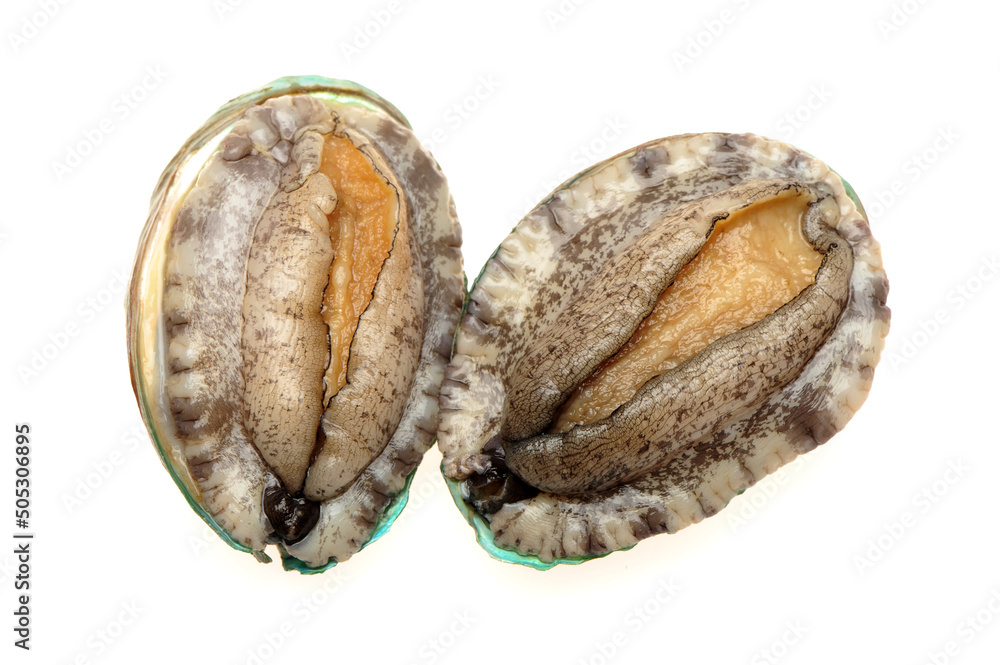 Raw abalones on the white background Raw abalones on the white background