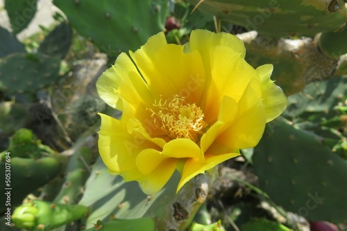 Beautiful yellow cactus flowers (opuntia stricta) in Florida nature photo