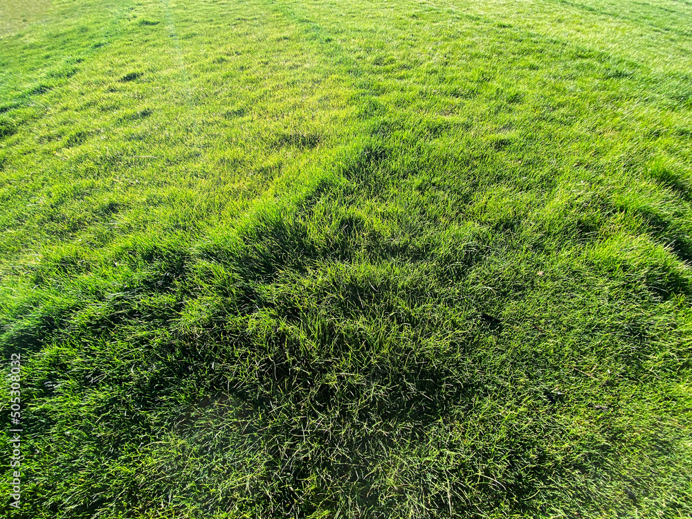 park fresh green grass lawn sunshine backyard closeup mowing gardening yard landscaping background afternoon sunny park fresh green grass lawn sunshine backyard closeup mowing gardening yard landscaping background afternoon sunny
