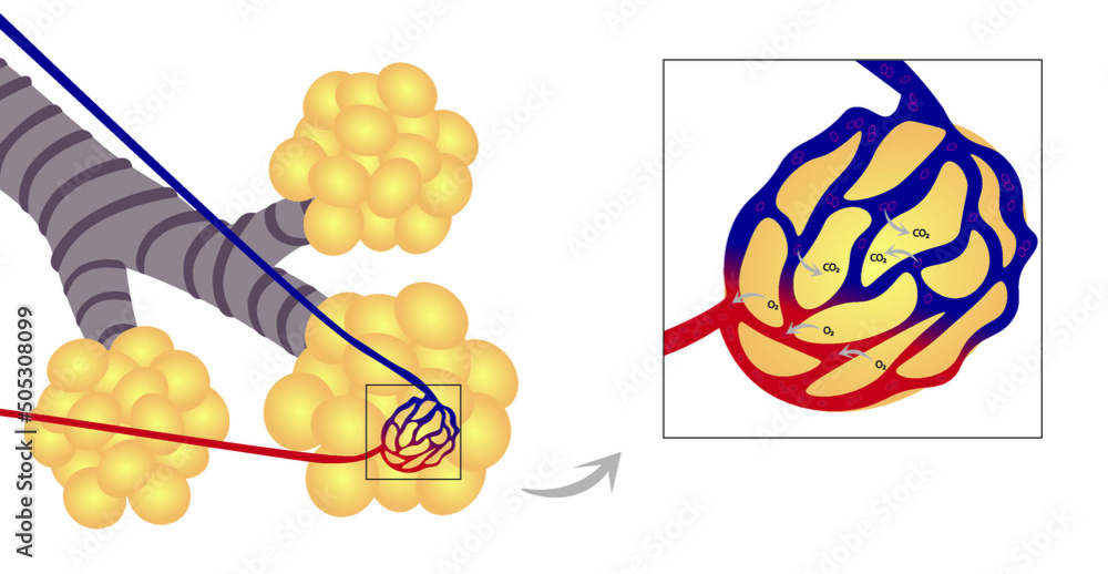 Alveolus gas exchange illustration. Oxygen in and carbon dioxide out ...