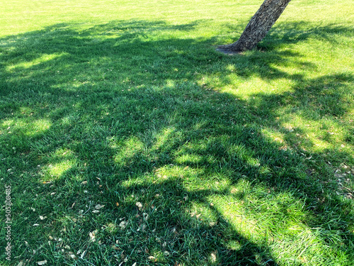 Εκτύπωση καμβά grass lawn sunny yard shade trees backyard tree shadow daytime sun shady picnic